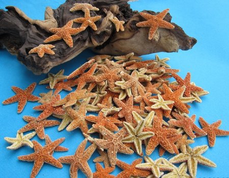 Small Sugar Starfish Wholesale 1 To 2 Inches