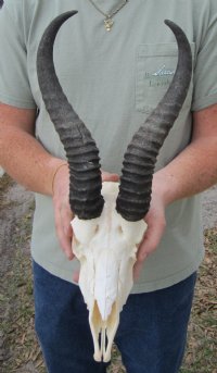African+Animal+Skulls+with+Horns : Animal Skulls-Skins-Horns-Bones-Mounts > Animal Skulls with Horns ...
