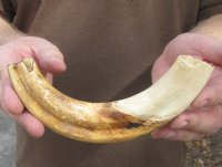9 inch Warthog Tusk, Warthog Ivory from African Warthog .45 lb and 60% solid for $40.00 