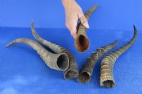 5 pc lot of Male Blesbok horns 10 to 14 inches for $55/lot