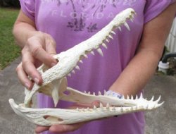 <font color=red>REDUCED PRICE - SALE!</font> 16 inches Real Nile Crocodile Skull for Sale from a 9 foot Croc for $375.00 (CITES #263852) (Shipped UPS Signature Required)