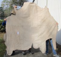 76" x 83" Water Buffalo Upholstery Finished Leather (Bubalus bubalis) for $250.00