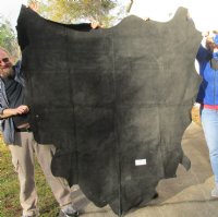 76" x 83" Water Buffalo Upholstery Black Finished Leather (Bubalus bubalis) for $250.00