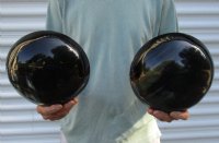 2 pc lot of Polished Ox Horn, Cow Horn bowls measuring 8 inches long For Sale for $35/lot 
