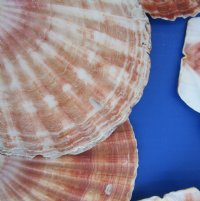 Wholesale Irish Flat Shells Great Scallop 3-1/2 inches to 5 inches - 50 pcs @ $.40 each