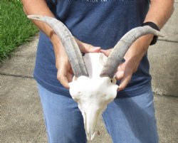 A-Grade Goat skull ...