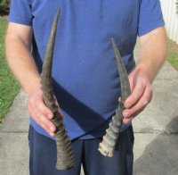 2 piece lot of male Blesbok horns, 12-1/2 and 16 inches for $24/lot