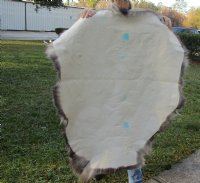 Grade A Reindeer pelt/hide/skin without legs, 42 inches long by 32 inches wide - $100