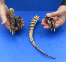 Armadillo tail and ...