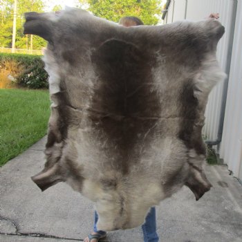52 inches by 48 inches Finland Reindeer Hide, Skin, farm raised - $155