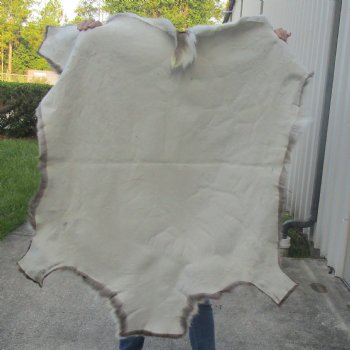 52 inches by 48 inches Finland Reindeer Hide, Skin, farm raised - $155