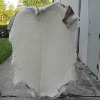 54 inches by 52 inches Finland Reindeer Hide, Skin, farm raised - $155