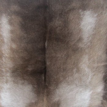 57 inches by 52 inches Finland Reindeer Hide, Skin, farm raised - $155