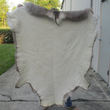 57 inches by 52 inches Finland Reindeer Hide, Skin, farm raised - $155