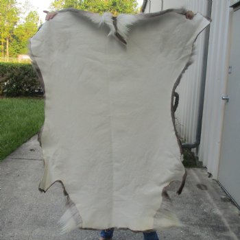 56 inches by 48 inches Finland Reindeer Hide, Skin, farm raised - $155