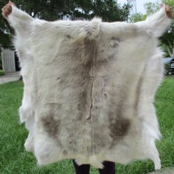 A-Grade Finland Reindeer Hide/Skin, 40" x 41" - $150