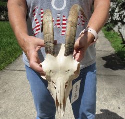 Goat Skull with 12 ...