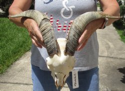 Goat Skull with 15 ...