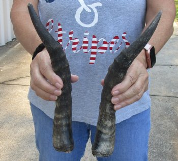 Matching Pair of Blesbok horns, 12-13 inches - $30/pair 