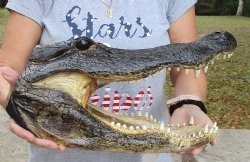 Genuine 17 inch long Alligator Head available for purchase for $120