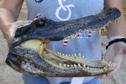 Genuine 13 inch long Alligator Head  - $43