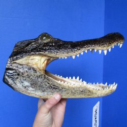 Buy 12" Alligator Head - $38