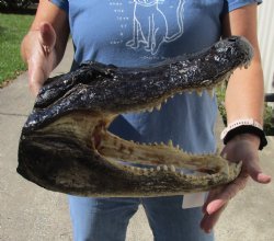 Authentic Louisiana Alligator Head for sale - 15 inches long, buy this one now for $68
