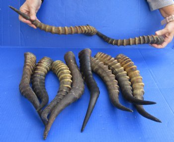 10 Piece Lot Of Authentic Male Blesbok Horns 14 To 17 inches, Available For Sale $95/lot