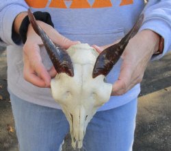 8 inch Goat skull from India with 5 inch horns for sale - $70