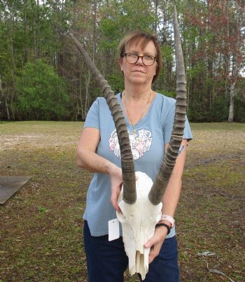 B-Grade African Sable Skull with 25" and 27" Horns - $160