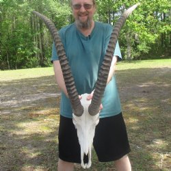 African Sable Skull with 39" & 40" Horns - $575 (Adult Signature Required)