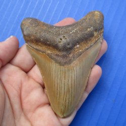 3-3/8" & 2-1/2" Megalodon Fossil Shark Tooth - $50