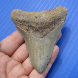 3-3/8" & 2-3/4" Megalodon Fossil Shark Tooth - $50