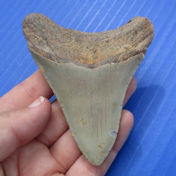 3-3/8" & 2-3/4" Megalodon Fossil Shark Tooth - $50