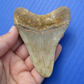 3-3/8" & 2-5/8" Megalodon Fossil Shark Tooth - $50