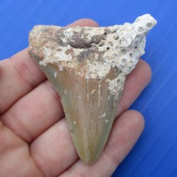 Natural, Uncleaned 2-3/8" x 2" Megalodon Tooth - $20