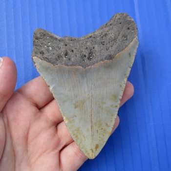 3-7/8" & 2-7/8" Megalodon Fossil Shark Tooth - $60