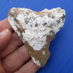 Natural, Uncleaned 2-5/8" x 2-1/4" Megalodon Tooth - $20