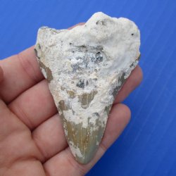 Natural, Uncleaned 2-3/4" x 2" Megalodon Tooth - $20