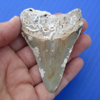 Natural, Uncleaned 2-3/4" x 2" Megalodon Tooth - $20