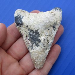 Natural, Uncleaned 2-5/8" x 2" Megalodon Tooth - $20