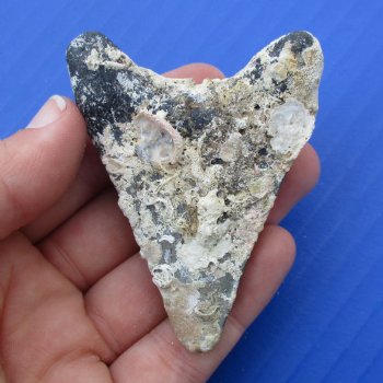 Natural, Uncleaned 2-5/8" x 2" Megalodon Tooth - $20