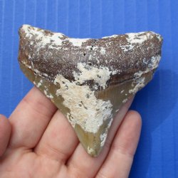 Natural, Uncleaned 2-7/8" x 2-7/8" Megalodon Tooth - $20