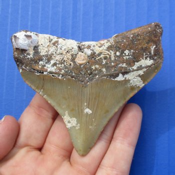 Natural, Uncleaned 2-3/8" x 2-1/8" Megalodon Tooth - $30
