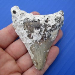 Natural, Uncleaned 2-7/8" x 2-1/4" Megalodon Tooth - $20