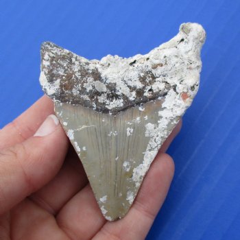 Natural, Uncleaned 2-7/8" x 2-1/4" Megalodon Tooth - $20