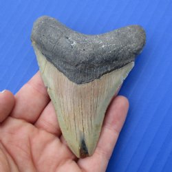 3-5/8" & 2-3/4" Megalodon Fossil Shark Tooth - $60