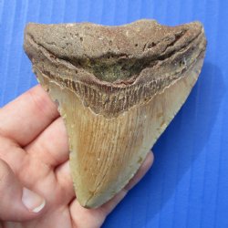 3-3/4" & 3-1/8" Megalodon Fossil Shark Tooth - $60