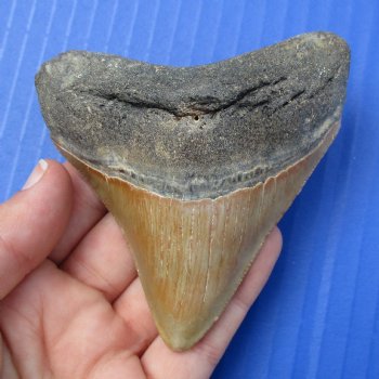 3-1/2" & 3-1/8" Megalodon Fossil Shark Tooth - $60