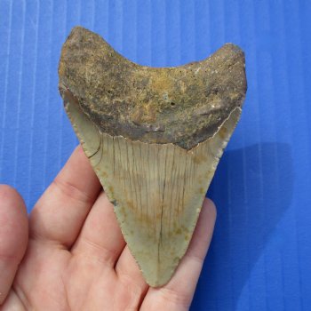 3-5/8" & 2-1/2" Megalodon Fossil Shark Tooth - $60